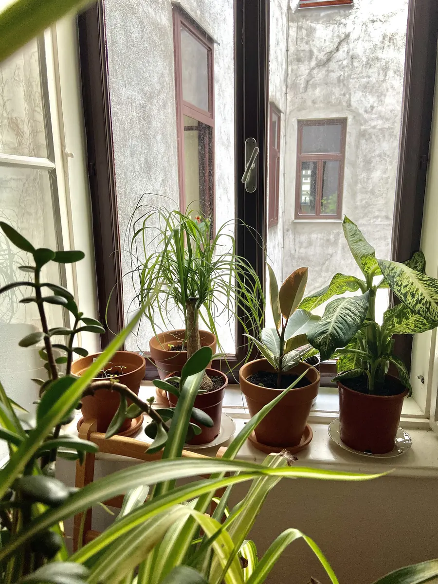 Ventana con plantas de interior