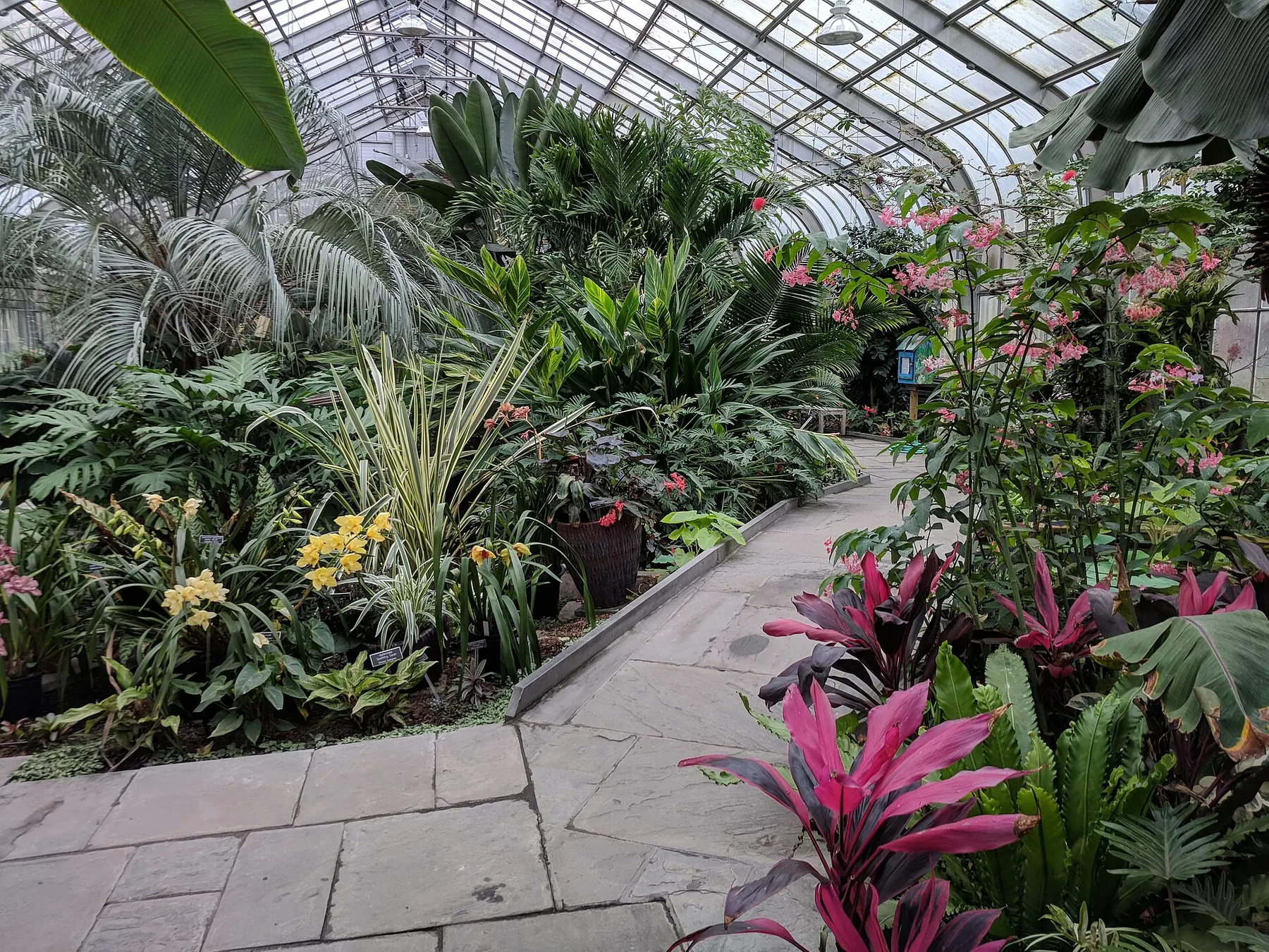 Invernadero tropical exuberante