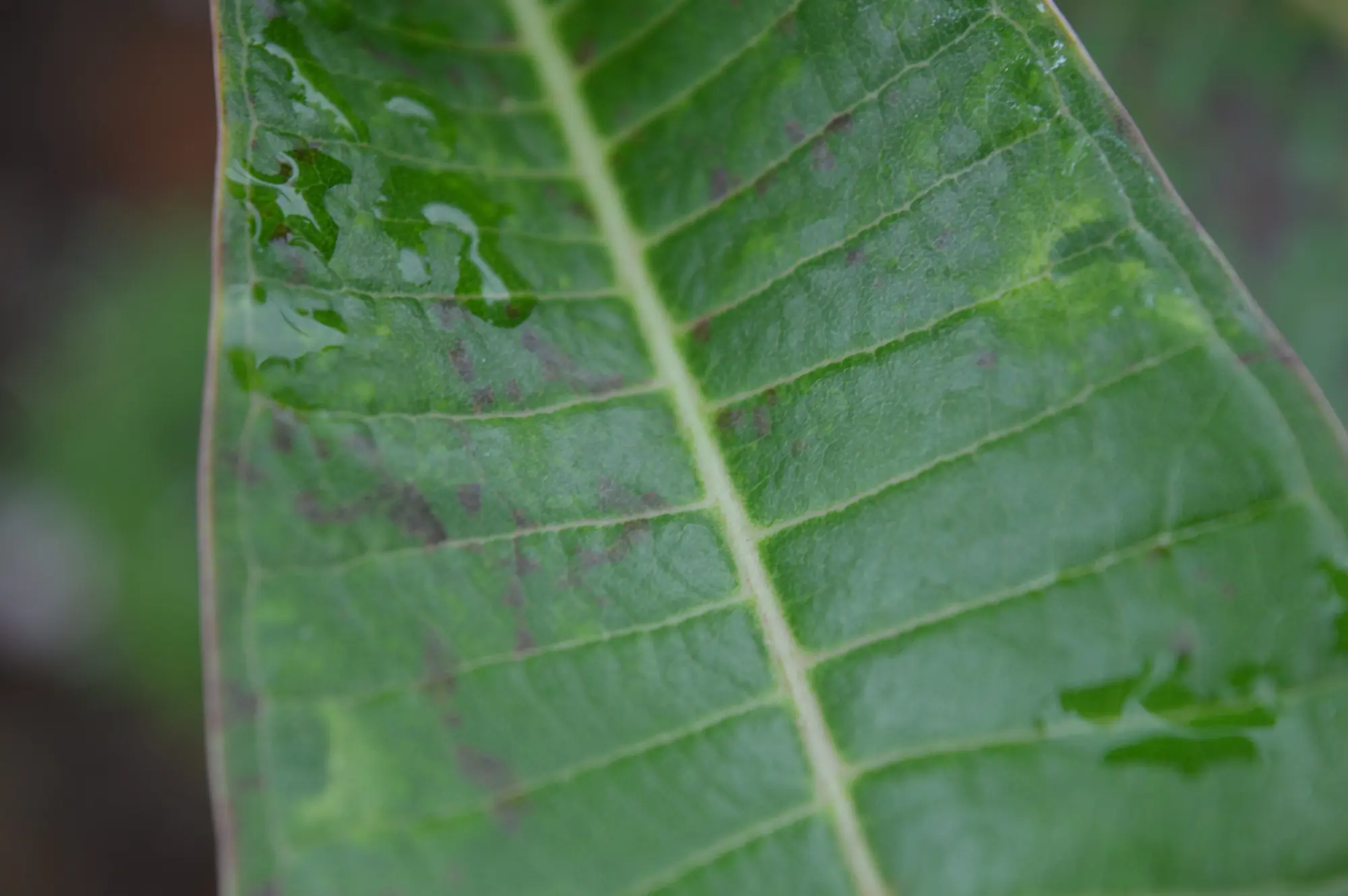 Gotas de rocío sobre una hoja