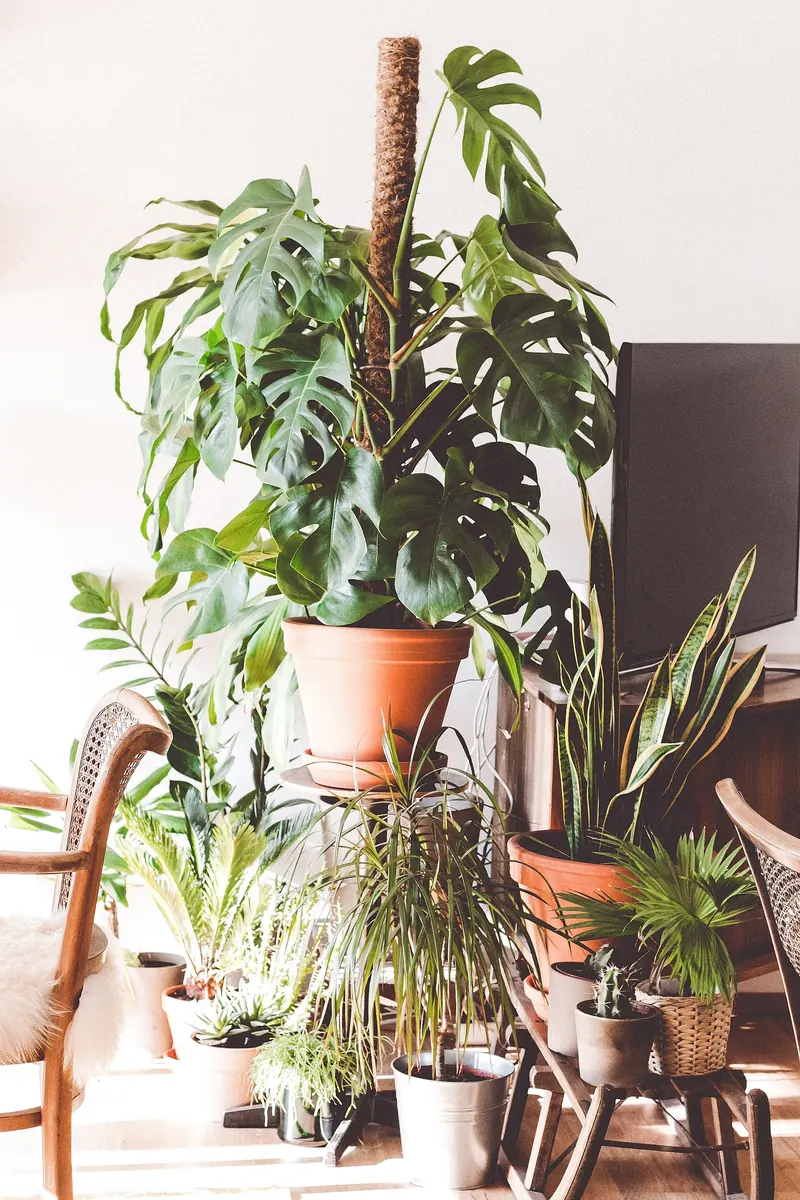 Rincón de casa con Monstera y plantas