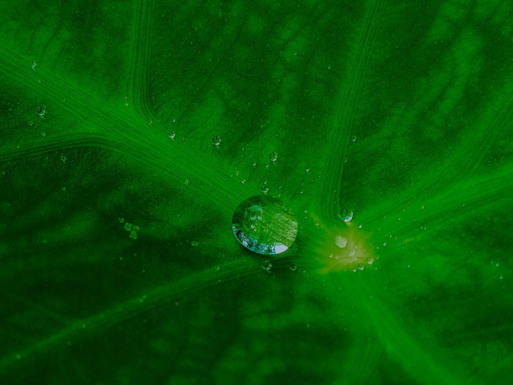 Gota de agua sobre una hoja verde