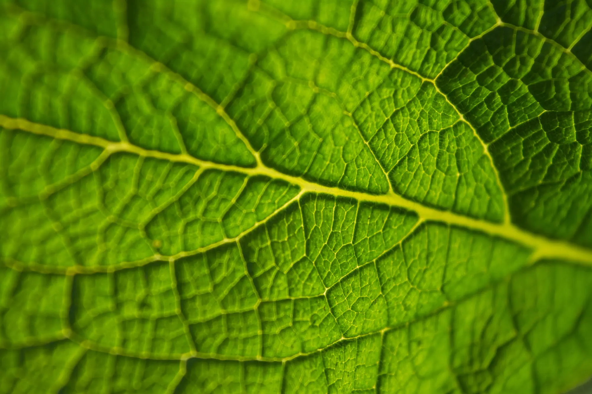 Hoja translúcida a contraluz