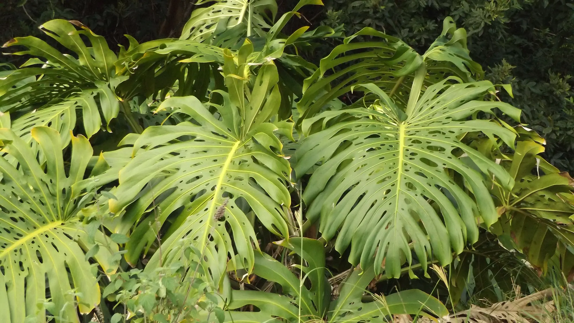 Follaje de Monstera deliciosa en la selva