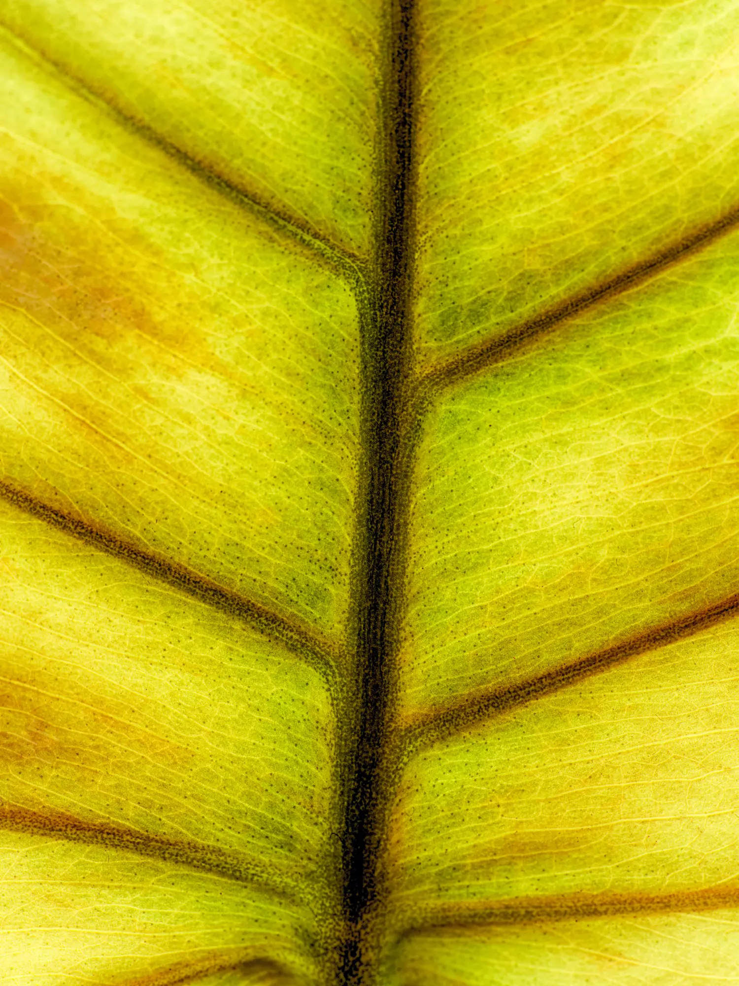 Nervaduras de una hoja de Monstera